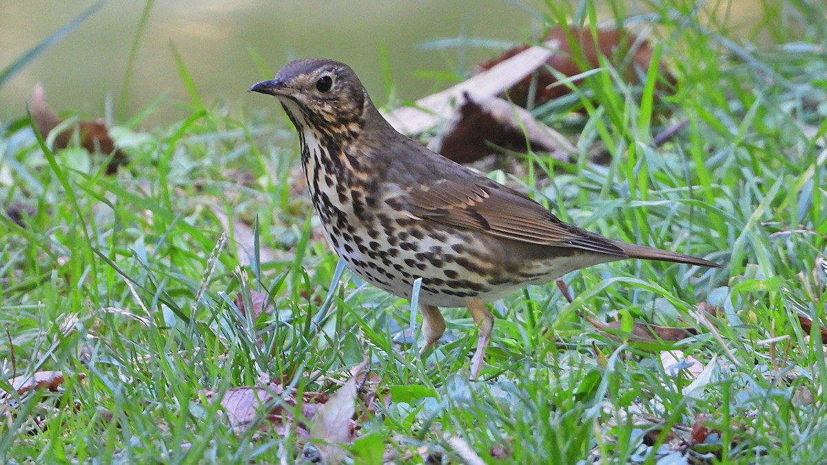 Song Thrush - ML643545584