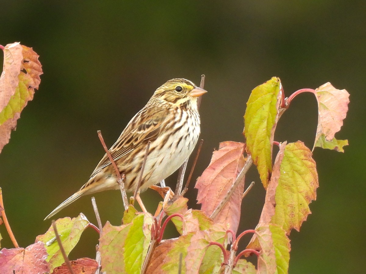 Savannah Sparrow - ML643545585
