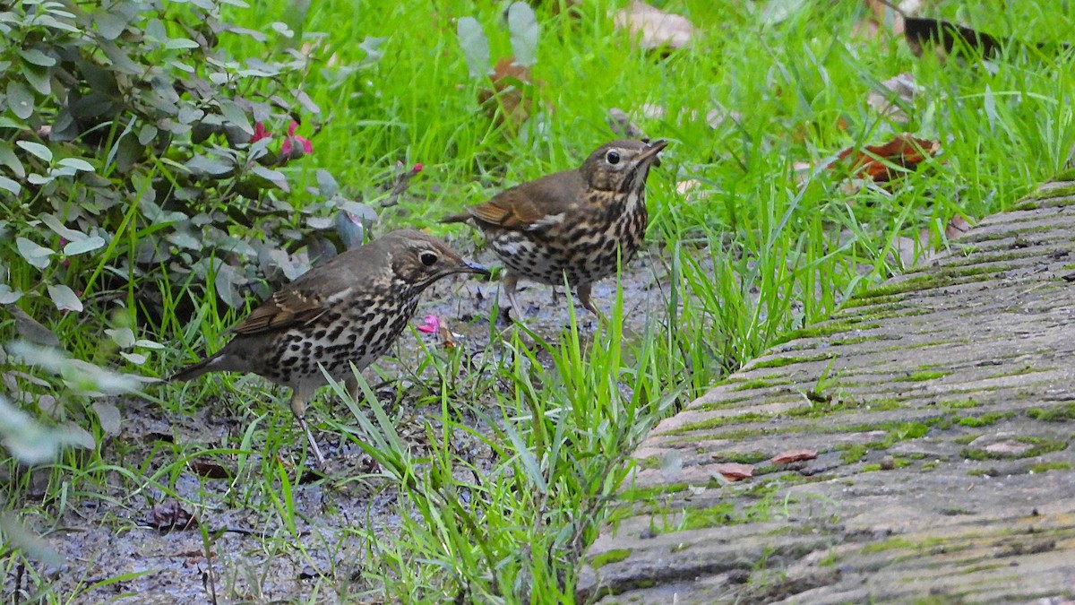 Song Thrush - ML643545587