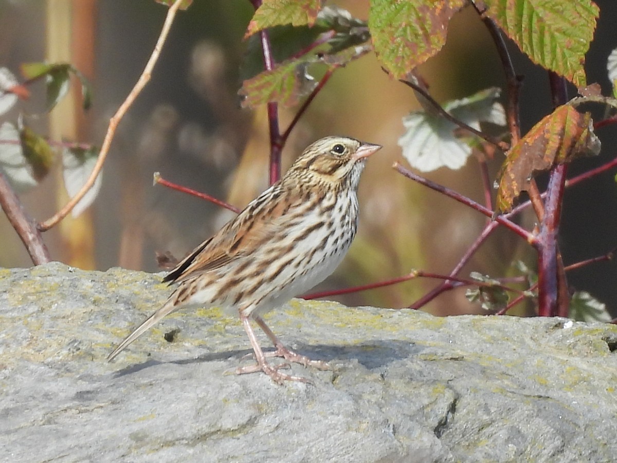 Savannah Sparrow - ML643545588