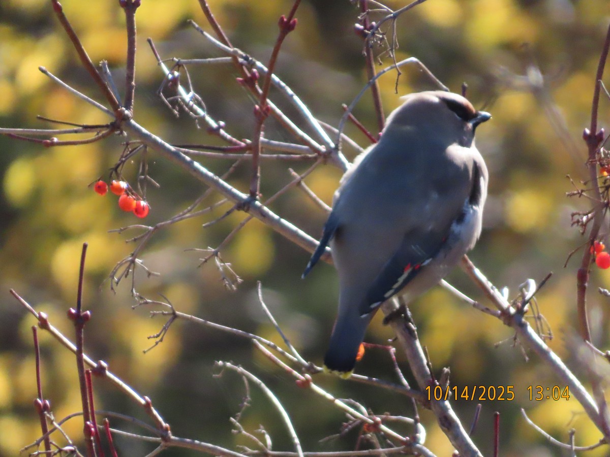 Bohemian Waxwing - ML643545596