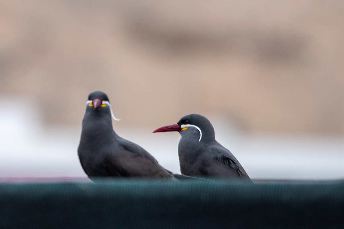 Inca Tern - ML643545599