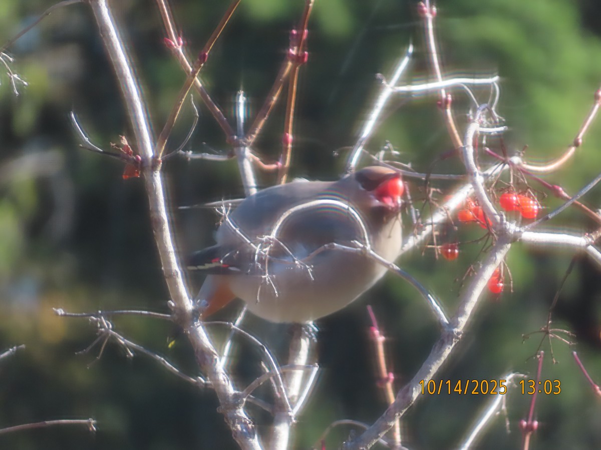 Bohemian Waxwing - ML643545604