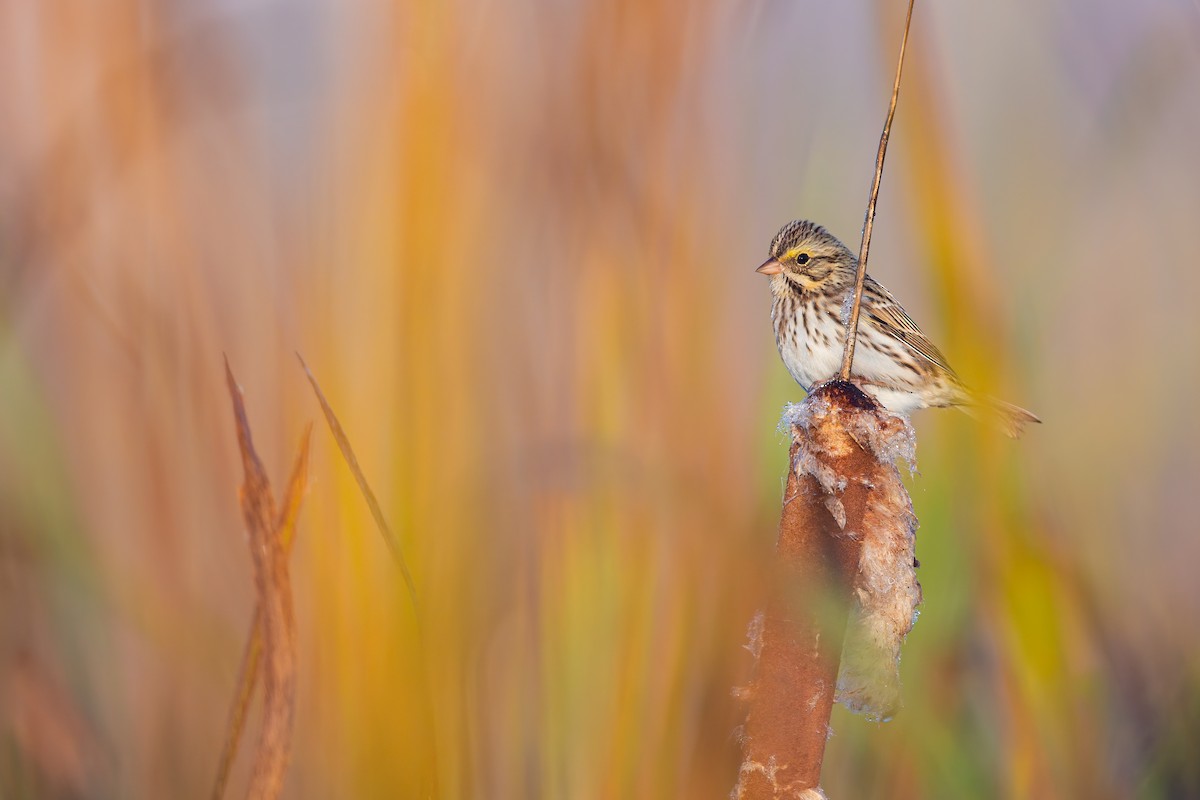 Savannah Sparrow - ML643545613