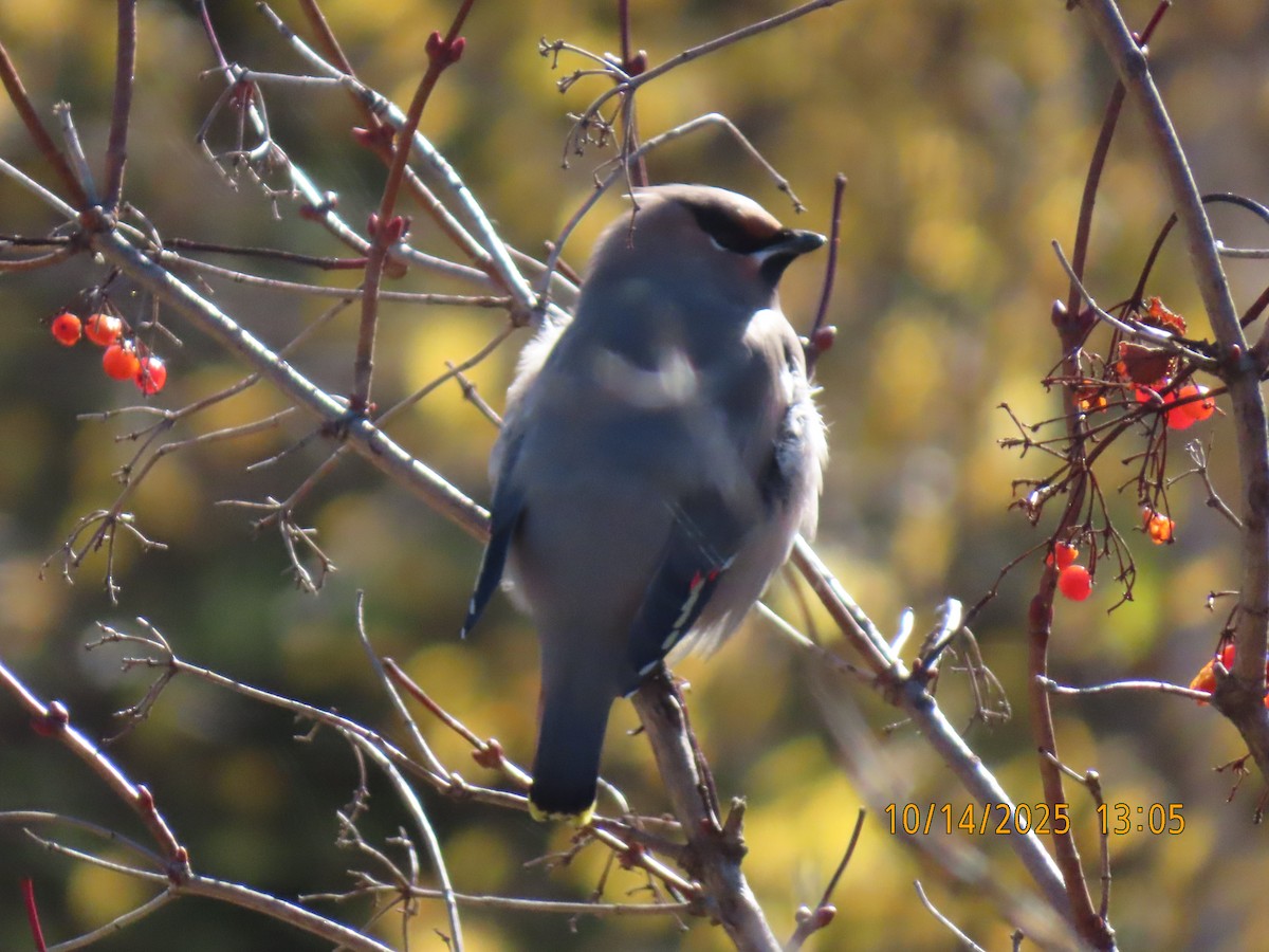 Bohemian Waxwing - ML643545614