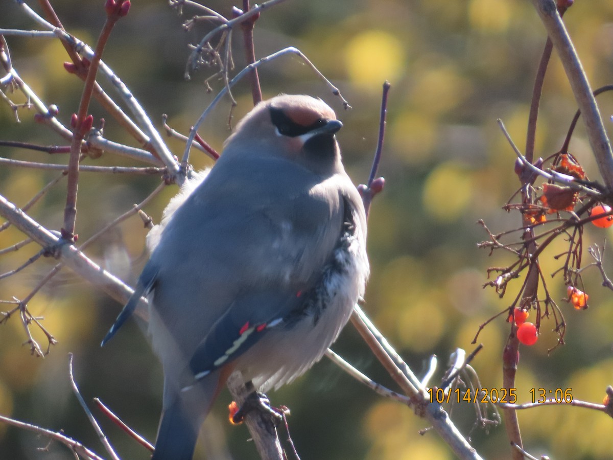 Bohemian Waxwing - ML643545618