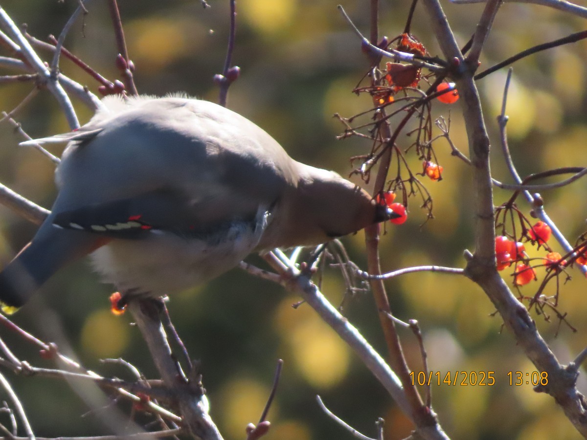 Bohemian Waxwing - ML643545624