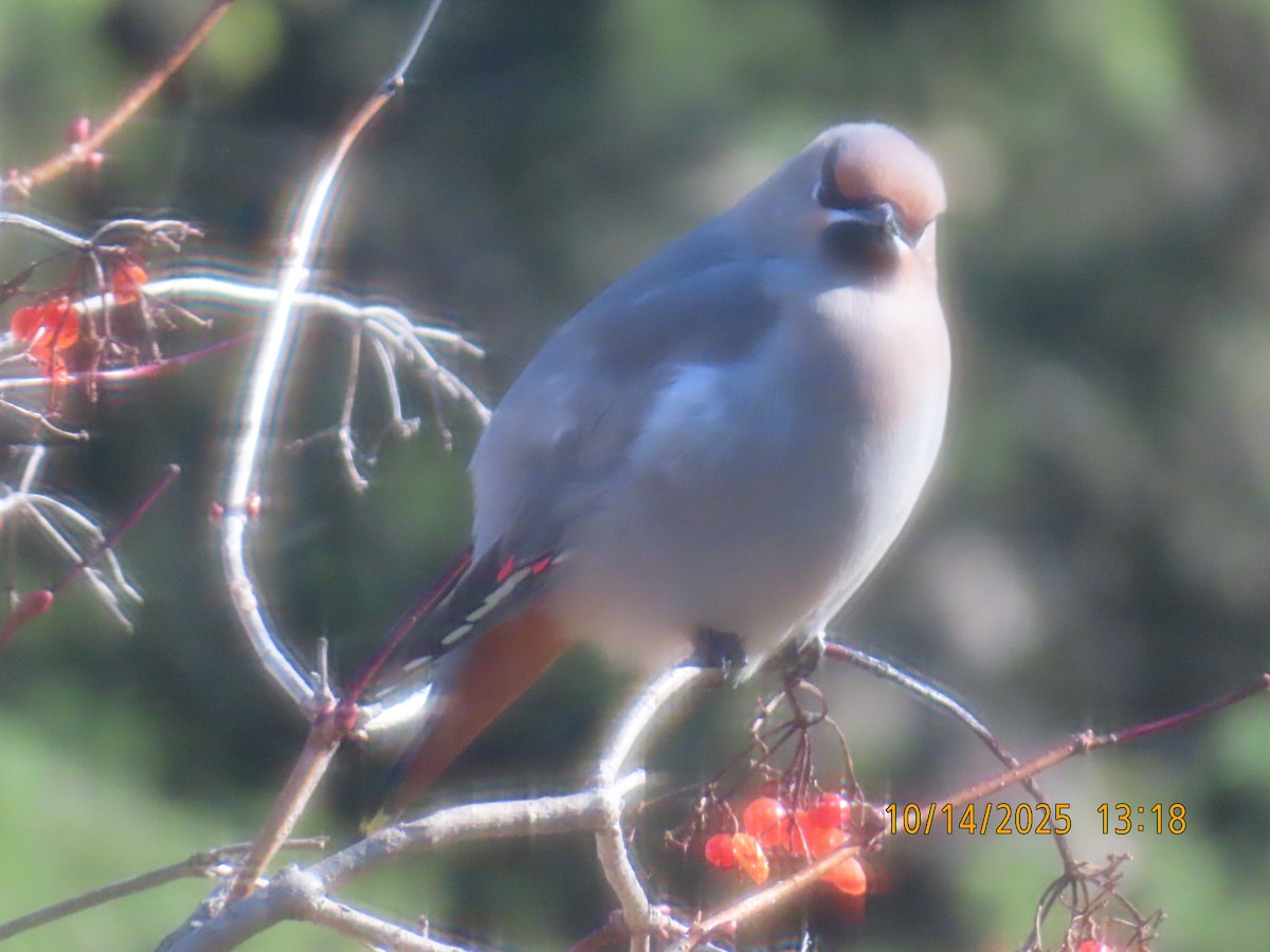 Bohemian Waxwing - ML643545635