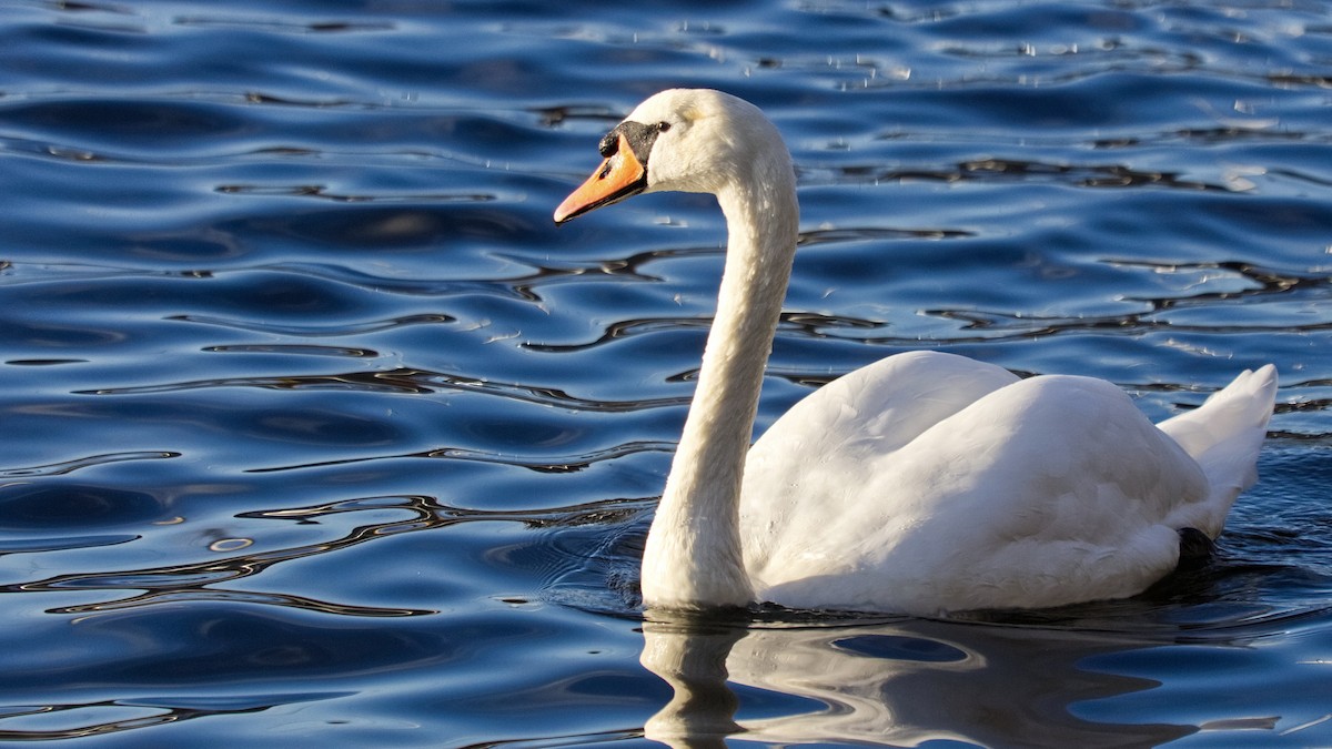 Mute Swan - ML643545637