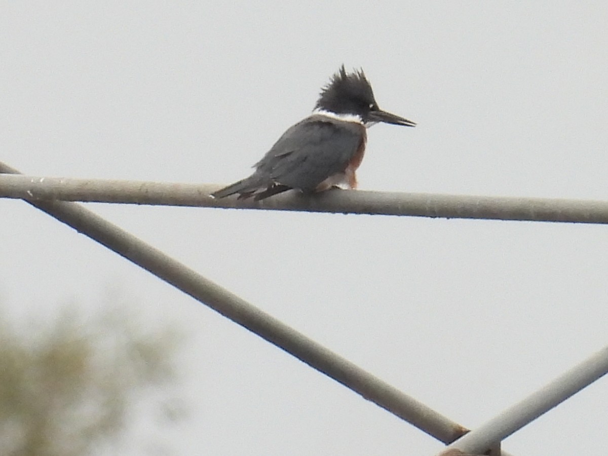 Belted Kingfisher - ML643545641