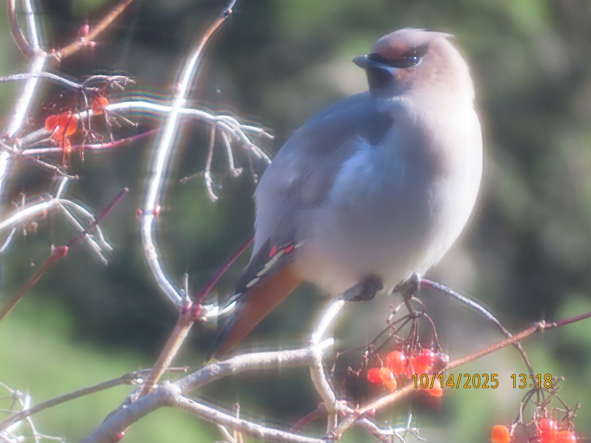 Bohemian Waxwing - ML643545643
