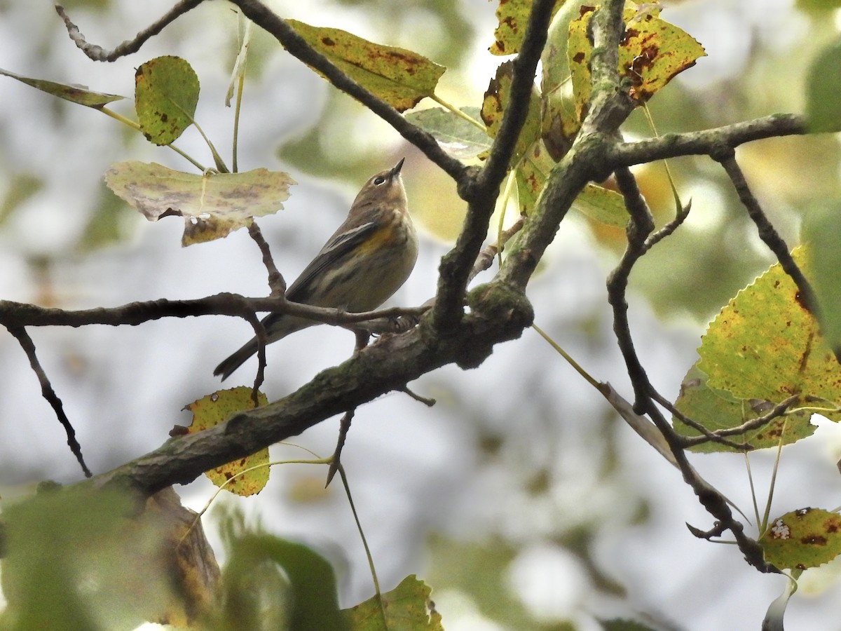 Yellow-rumped Warbler (Myrtle) - ML643545647