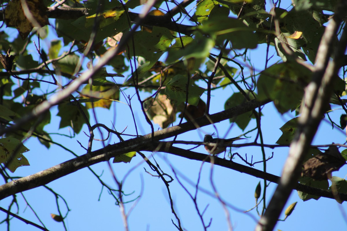 Eastern Towhee - ML643545648