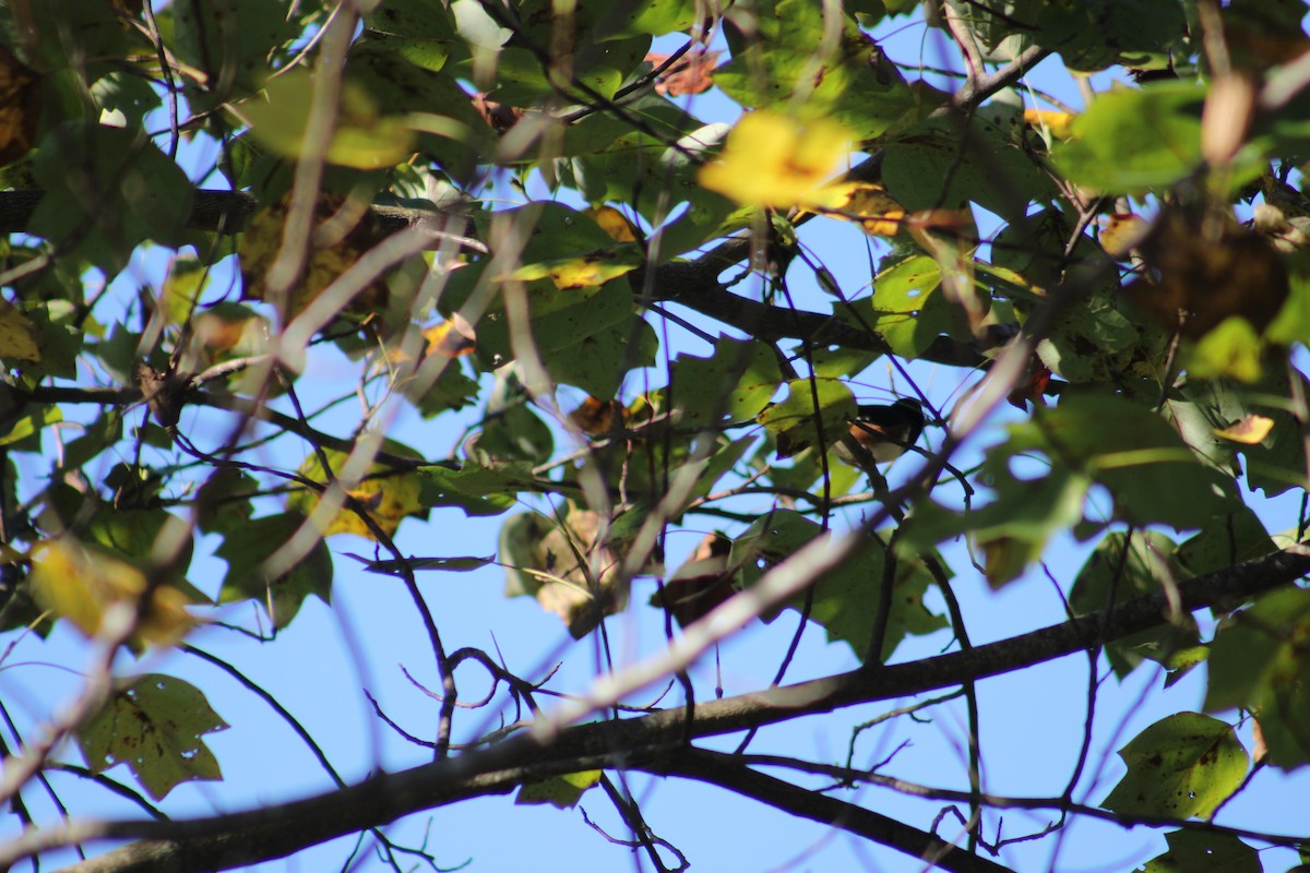 Eastern Towhee - ML643545649