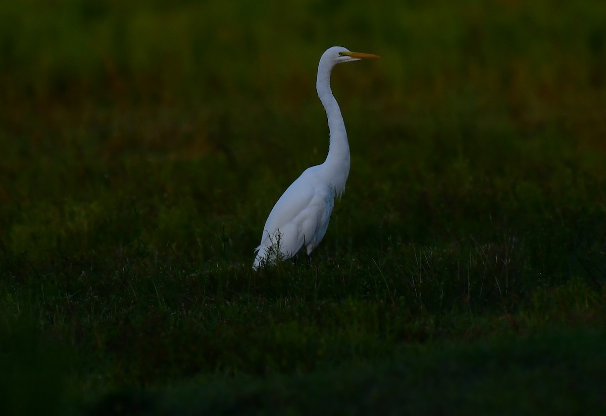 Great Egret - ML643545650