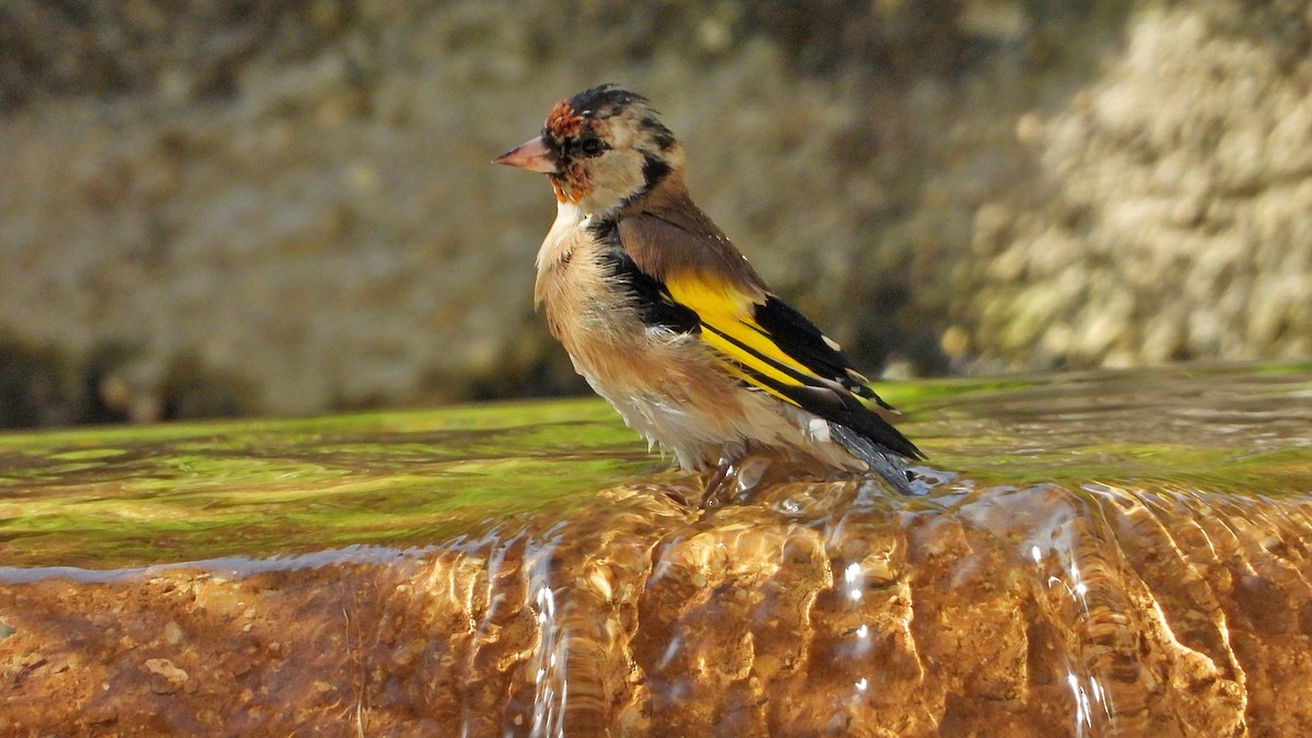 European Goldfinch - ML643545651