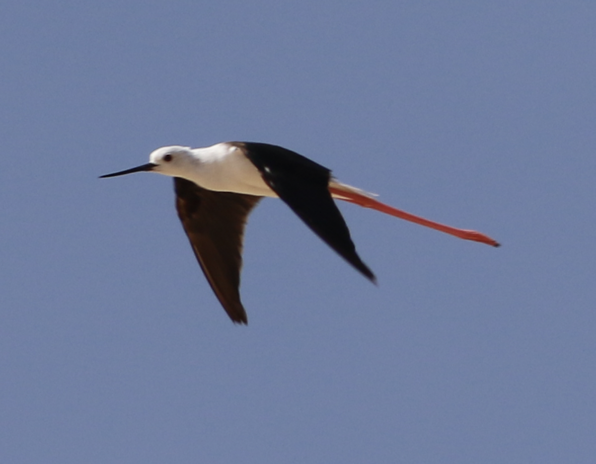Black-winged Stilt - ML643545652