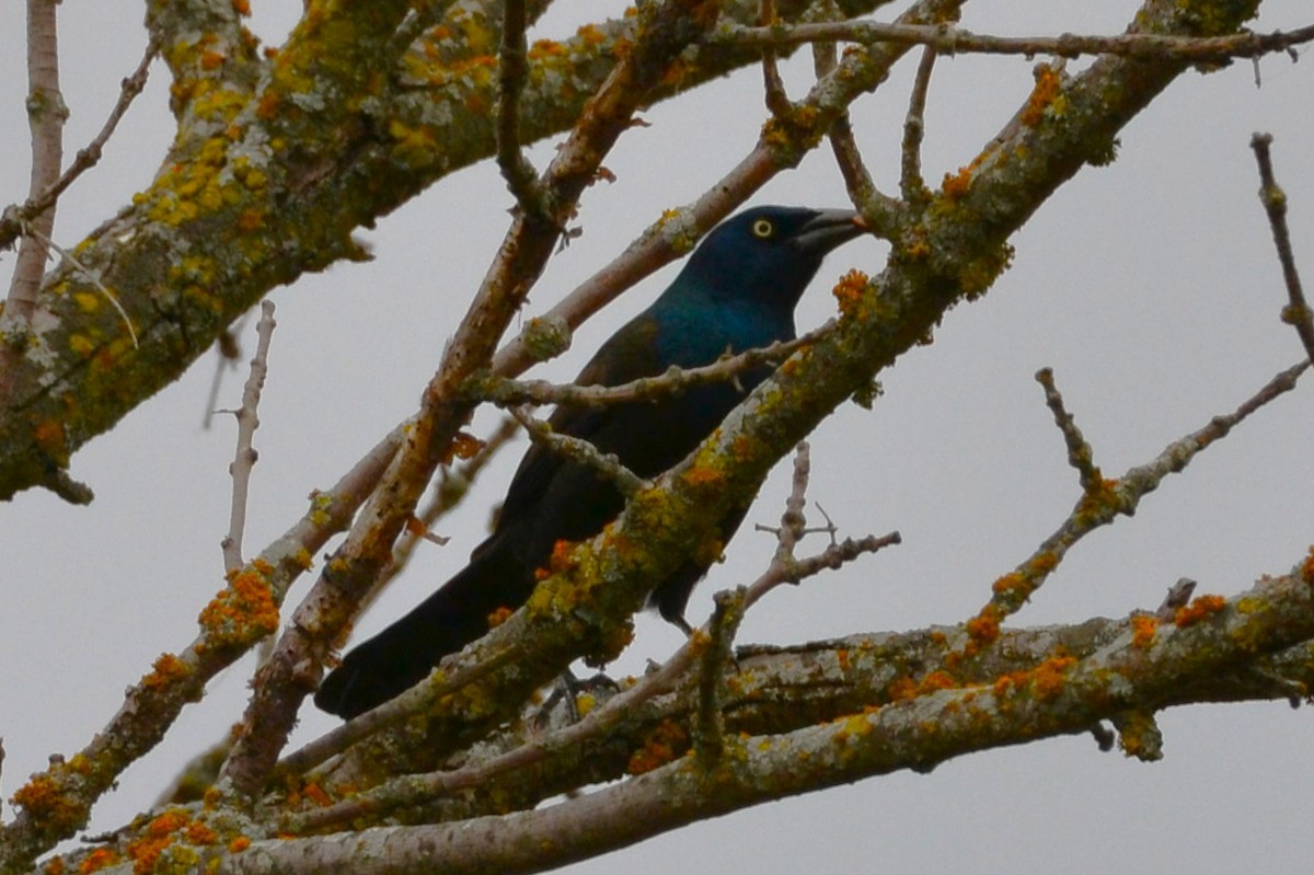 Common Grackle - ML643545653