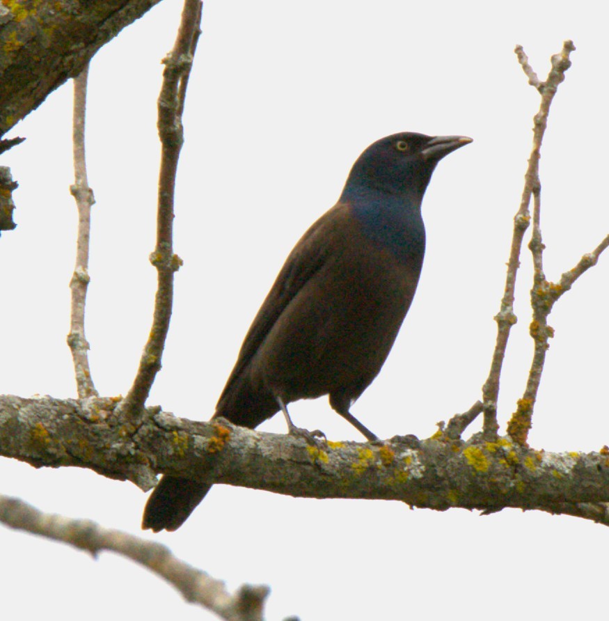 Common Grackle - ML643545654