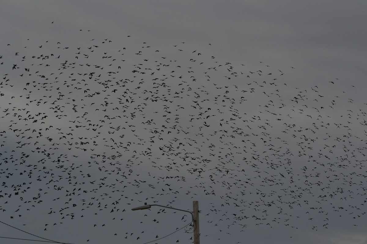 Common Grackle - ML643545655