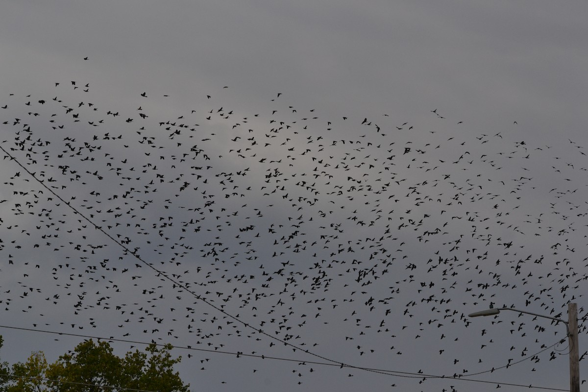 Common Grackle - ML643545656
