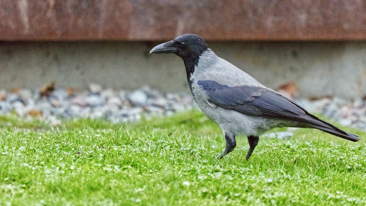 Hooded Crow (Hooded) - ML643545657