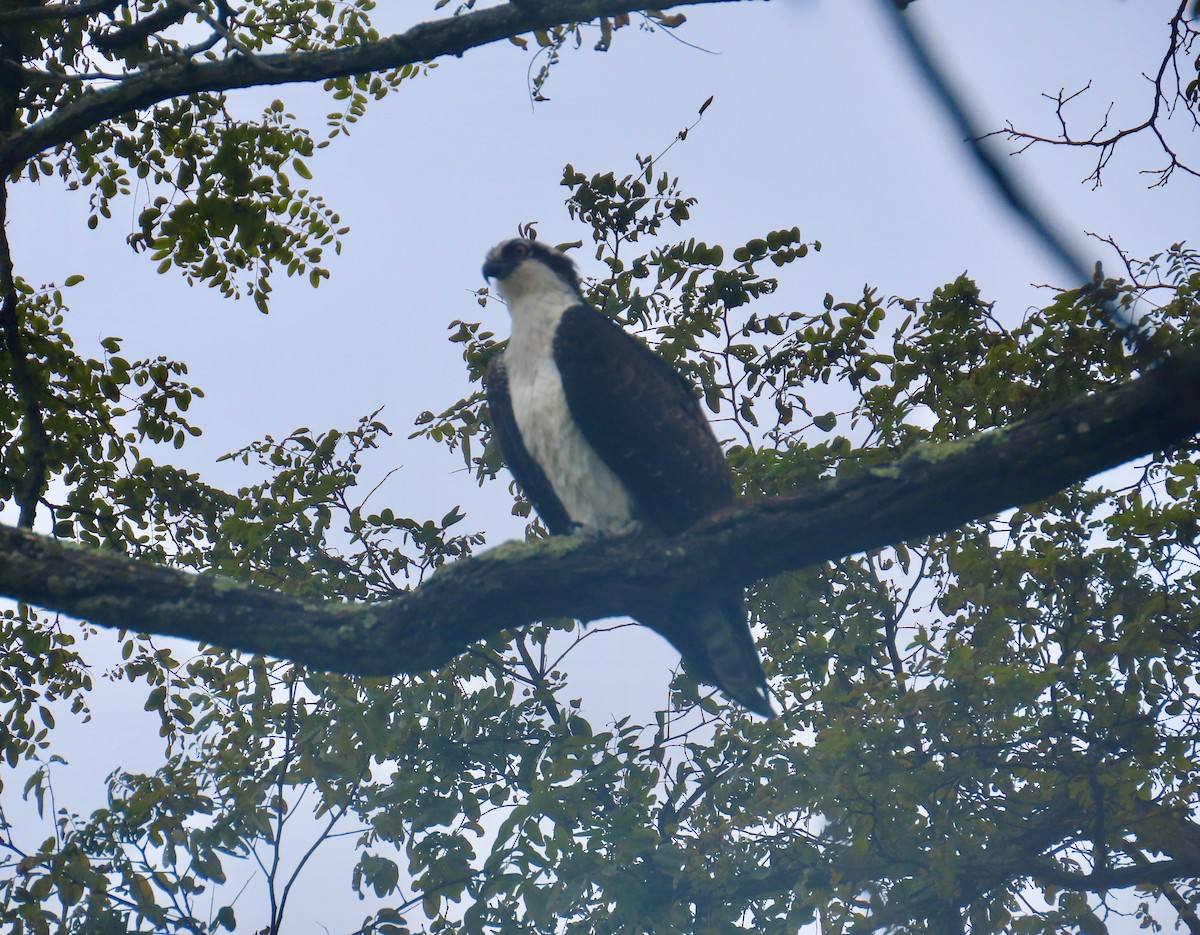 Osprey - ML643545658