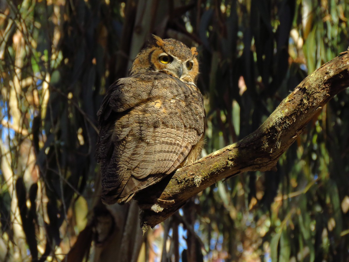 Great Horned Owl - ML643545659