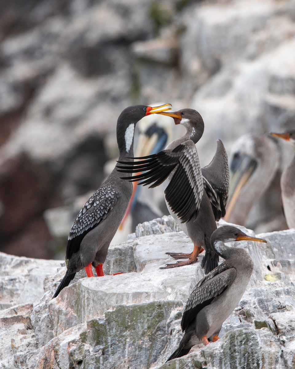 Red-legged Cormorant - ML643545660