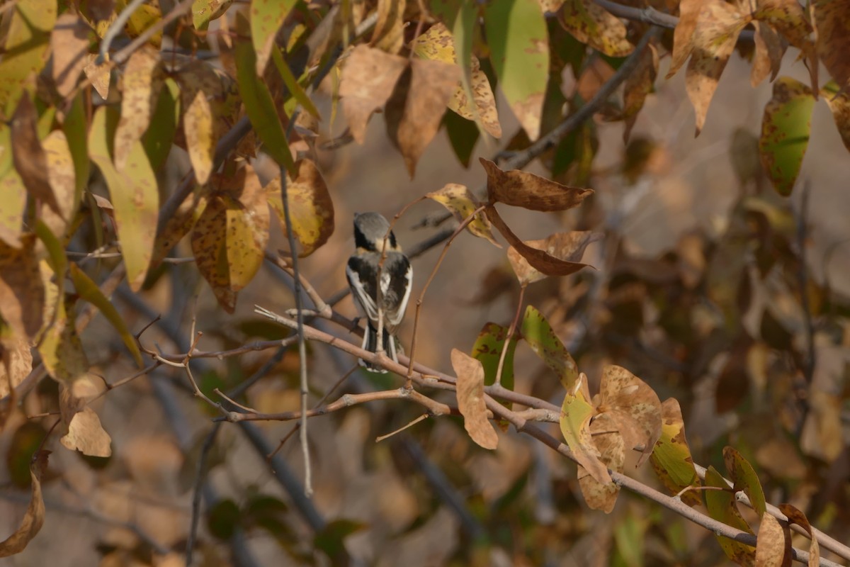 Pririt Batis - ML643545662