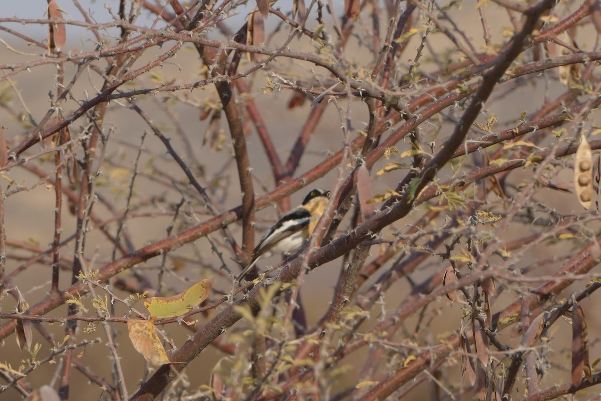 Pririt Batis - ML643545663