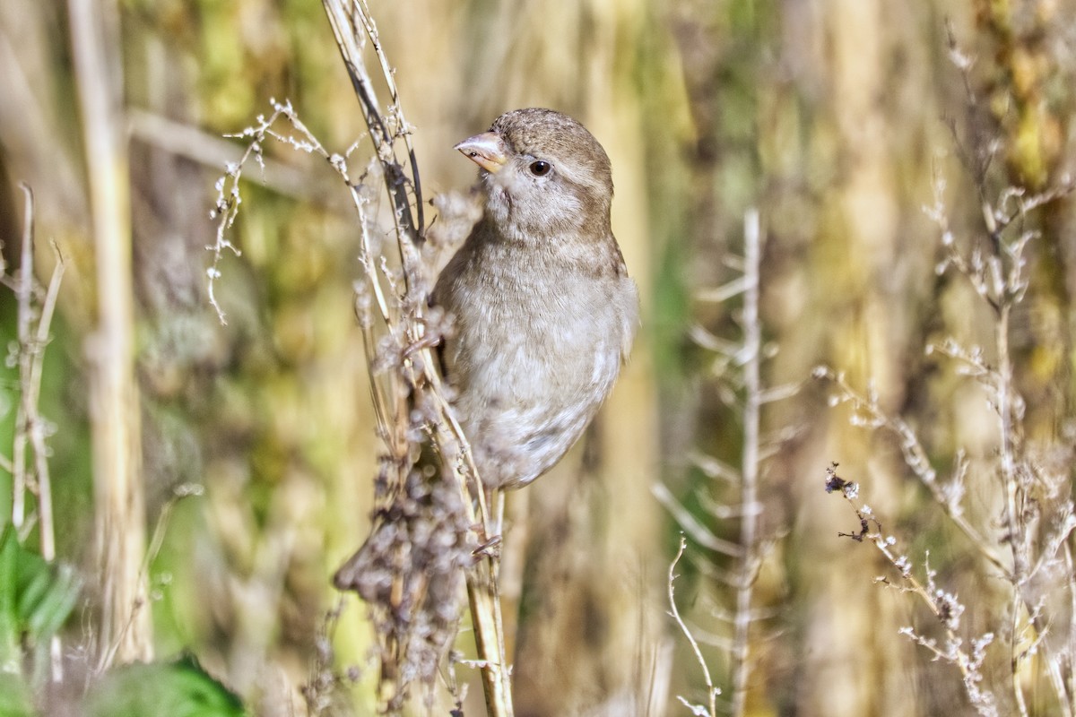 House Sparrow - ML643545664