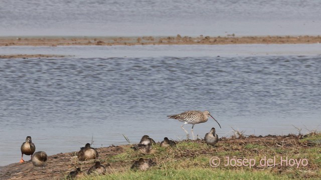 Eurasian Curlew - ML643545665