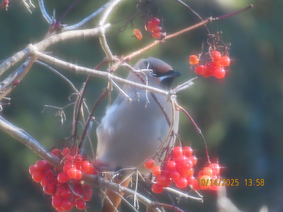 Bohemian Waxwing - ML643545666