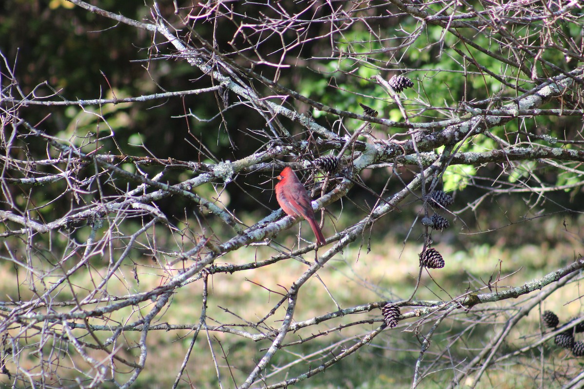Northern Cardinal - ML643545667