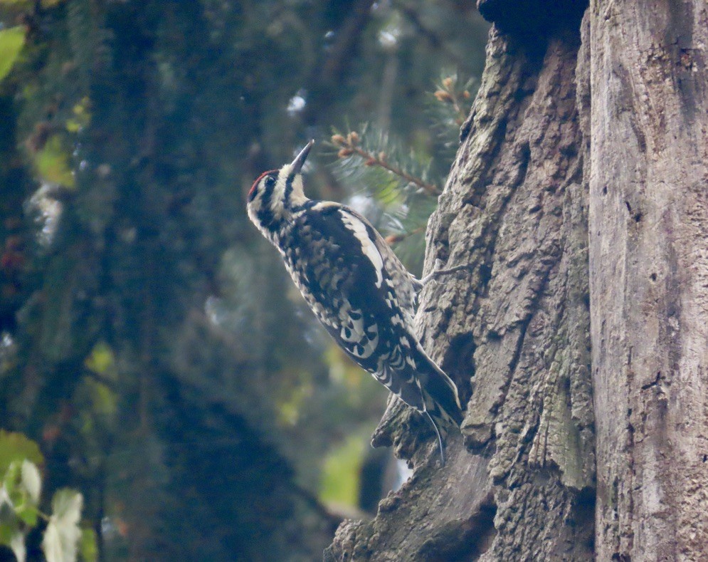 Yellow-bellied Sapsucker - ML643545668