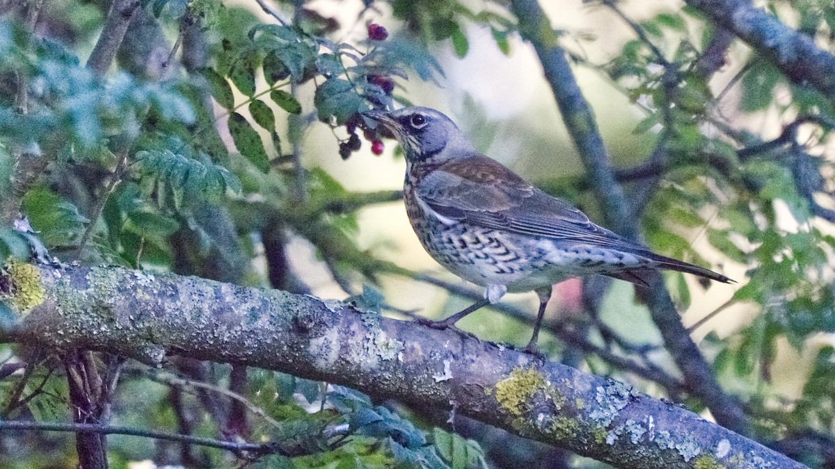 Fieldfare - ML643545671