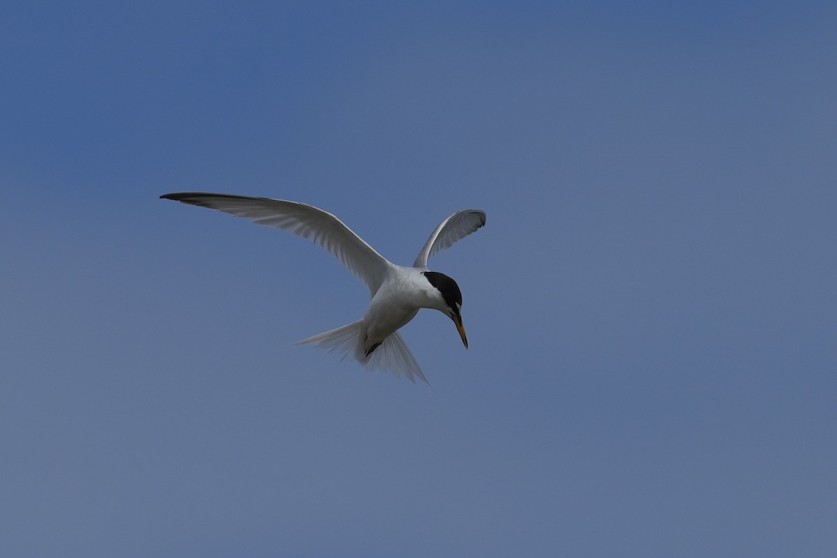 Little Tern - ML643545672