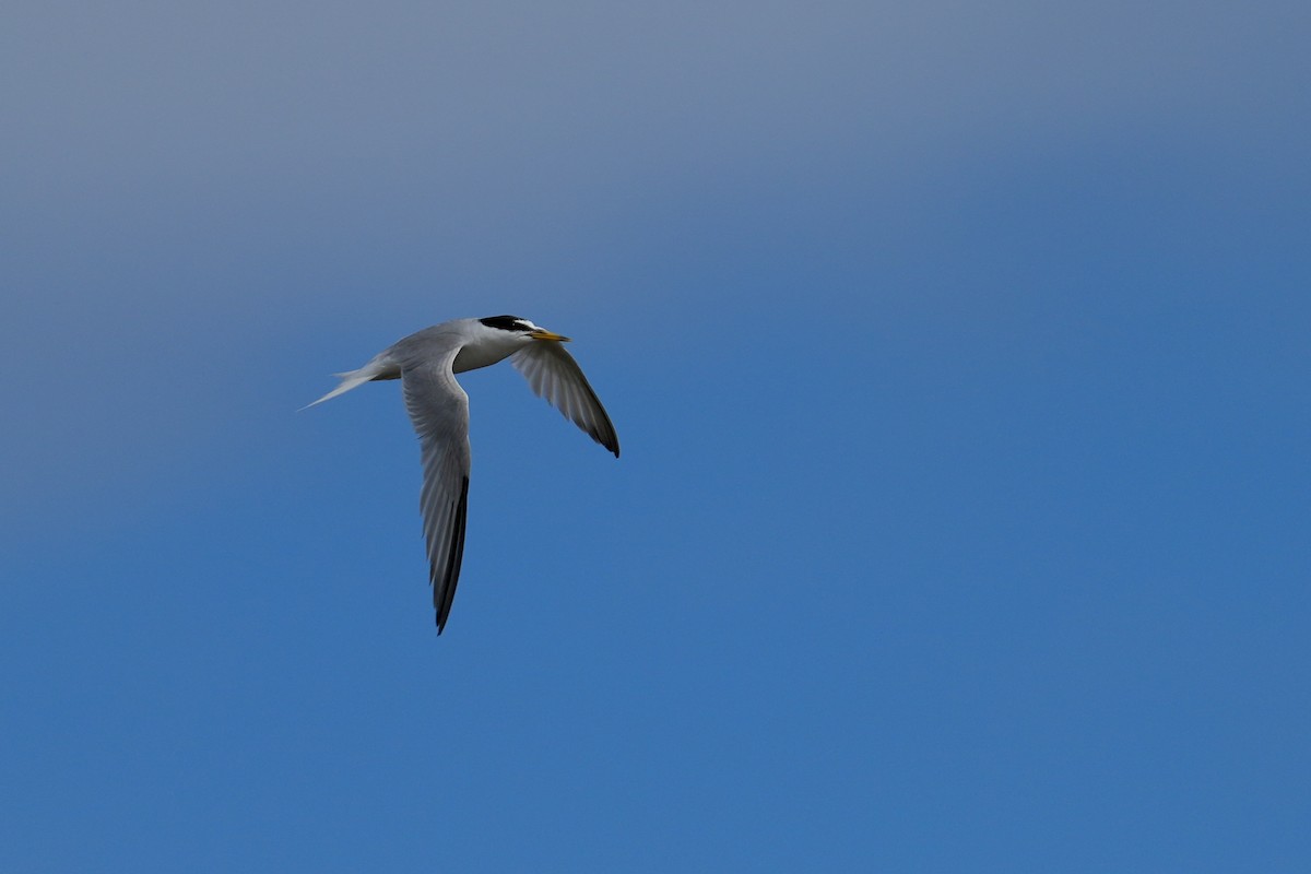 Little Tern - ML643545673