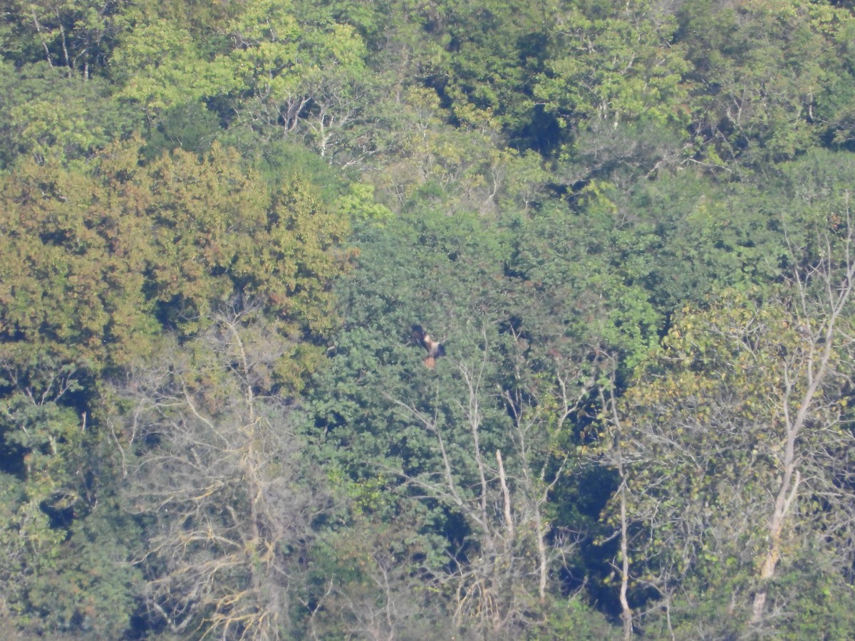 Red Kite - ML643545674