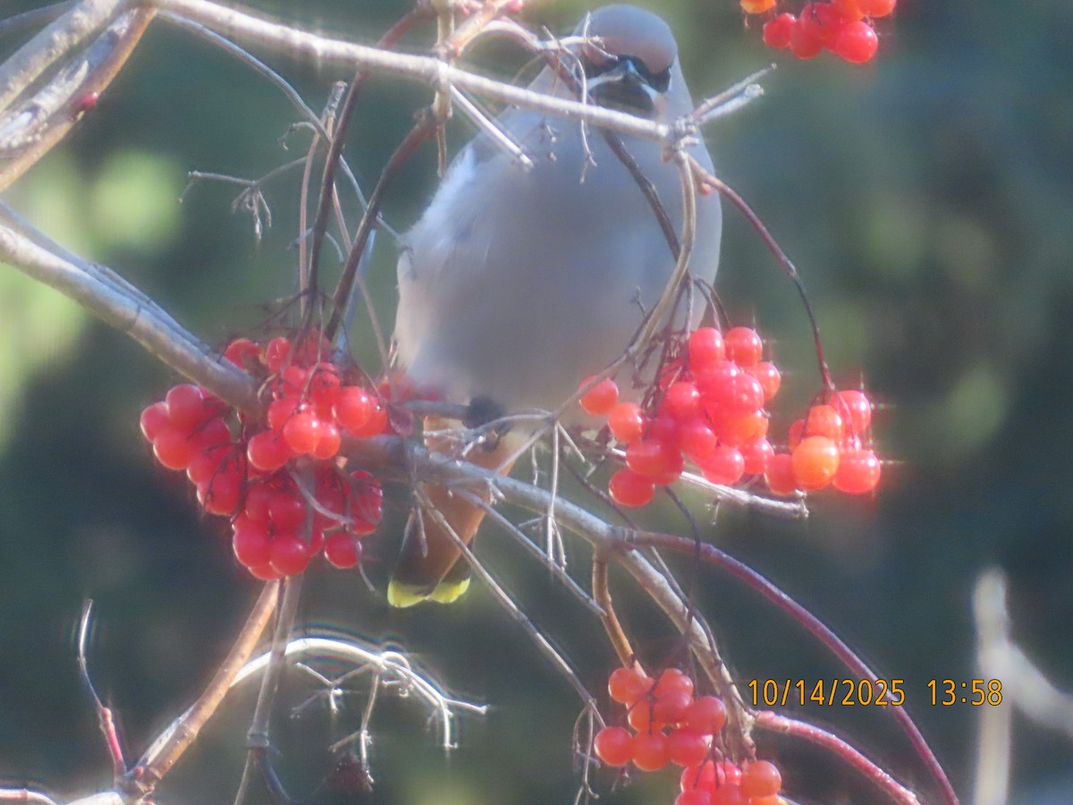Bohemian Waxwing - ML643545675
