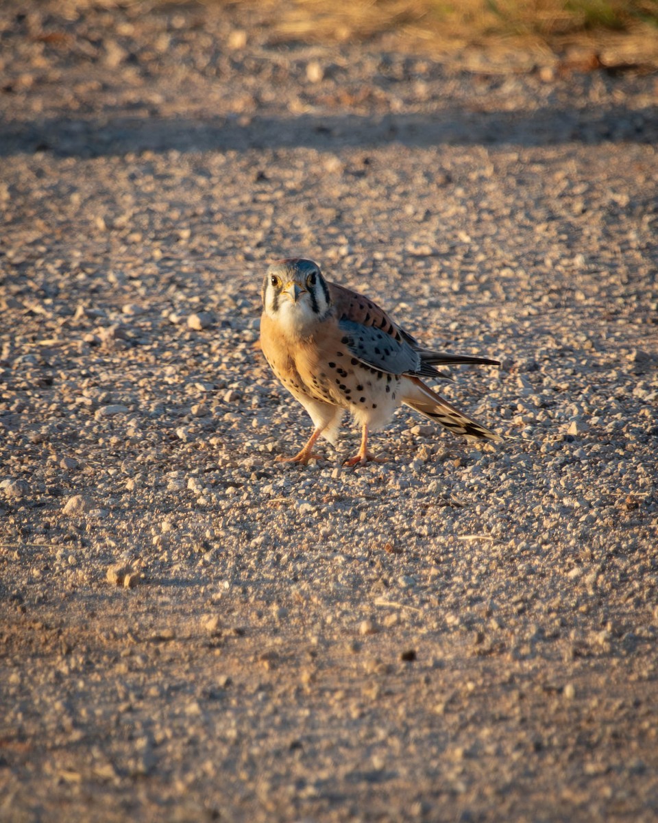American Kestrel - ML643545678