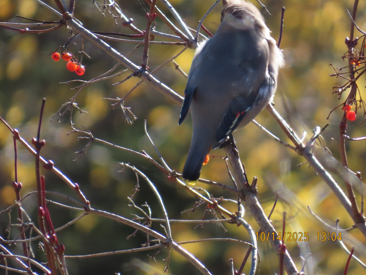 Bohemian Waxwing - ML643545693