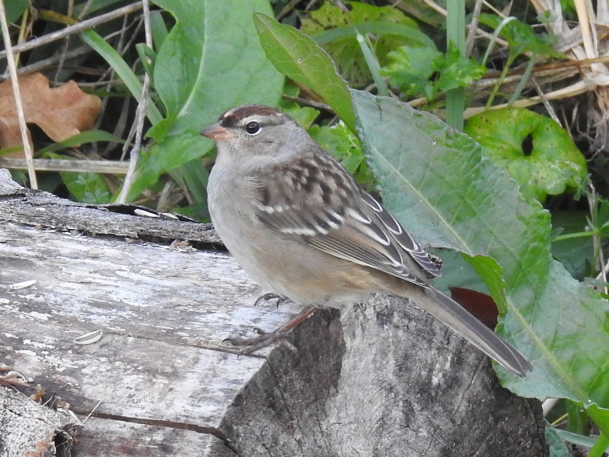 White-crowned Sparrow - ML643545723