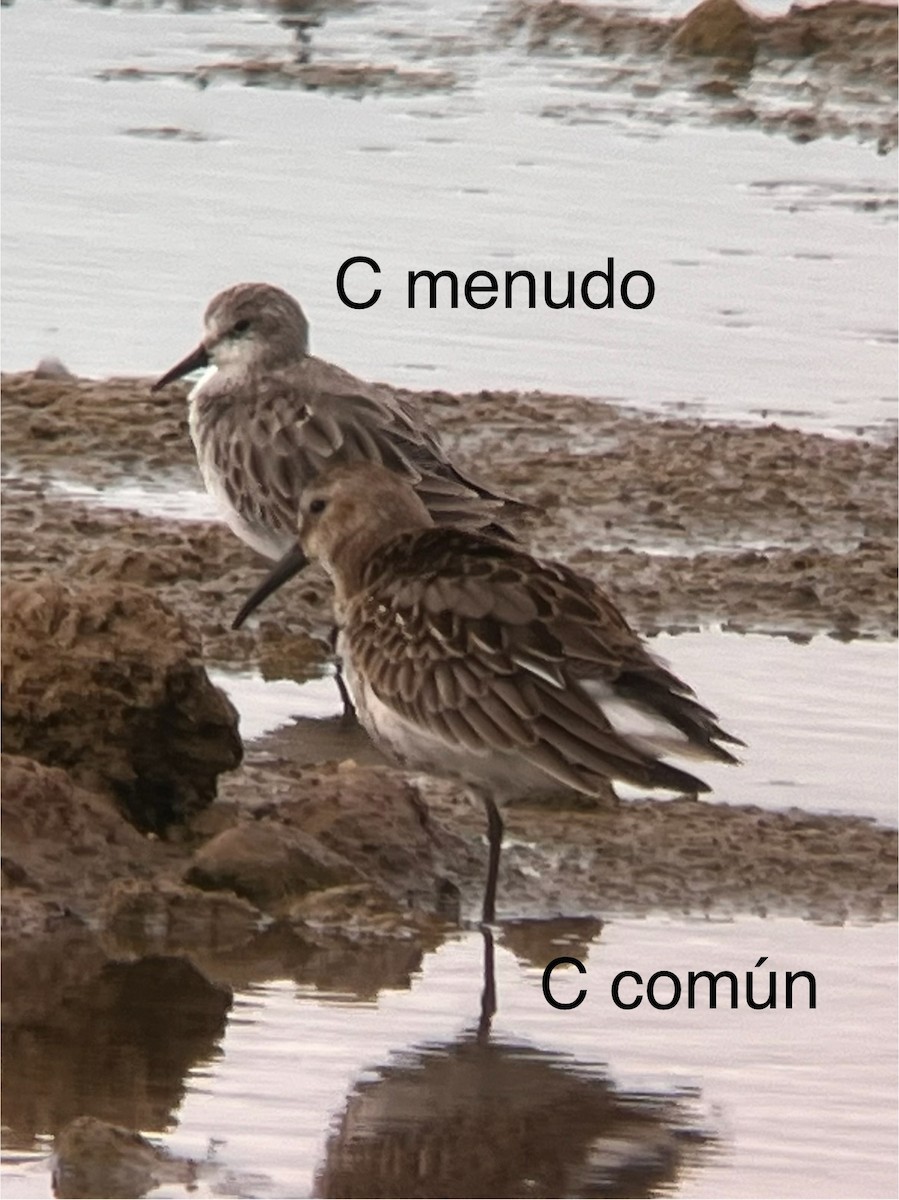 Little Stint - ML643545727