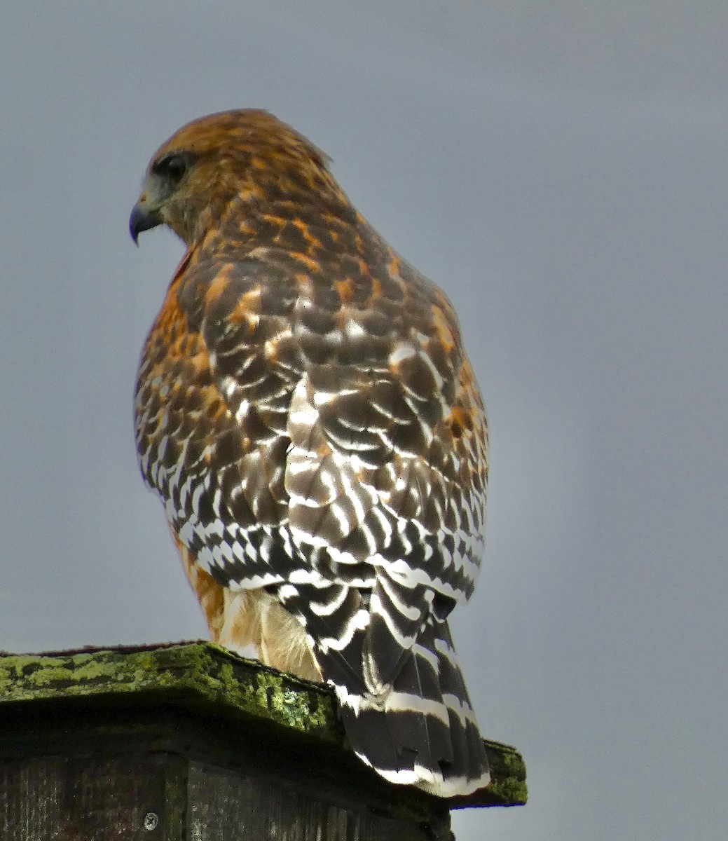 Red-shouldered Hawk - ML643545730