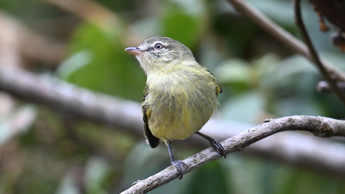 Rough-legged Tyrannulet - ML643545743