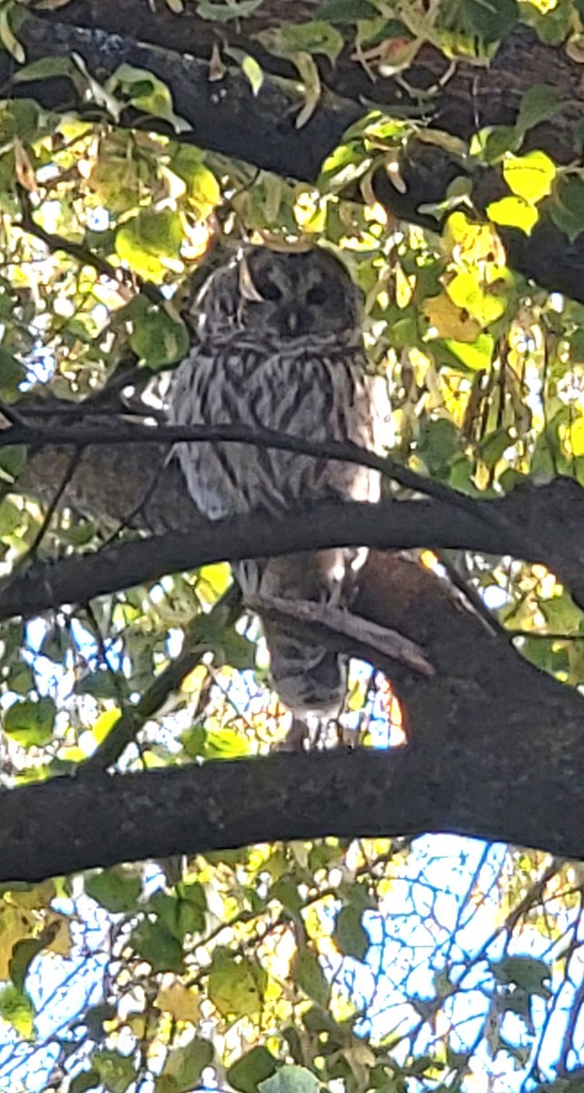 Barred Owl - ML643545745