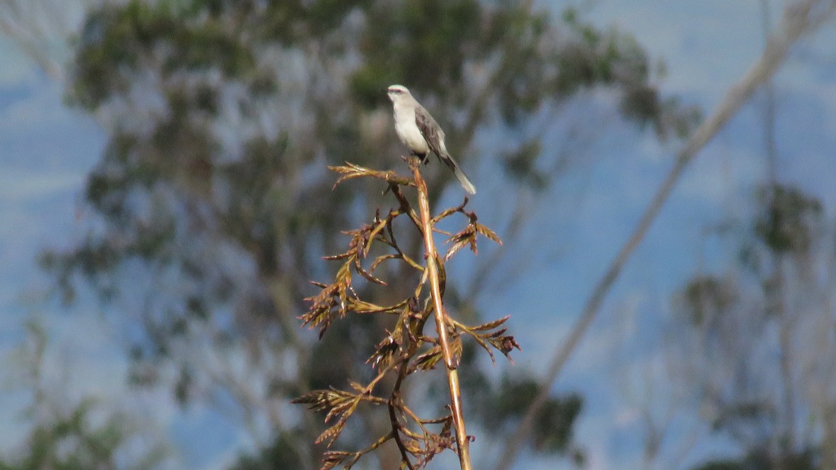 tropespottefugl - ML643545748