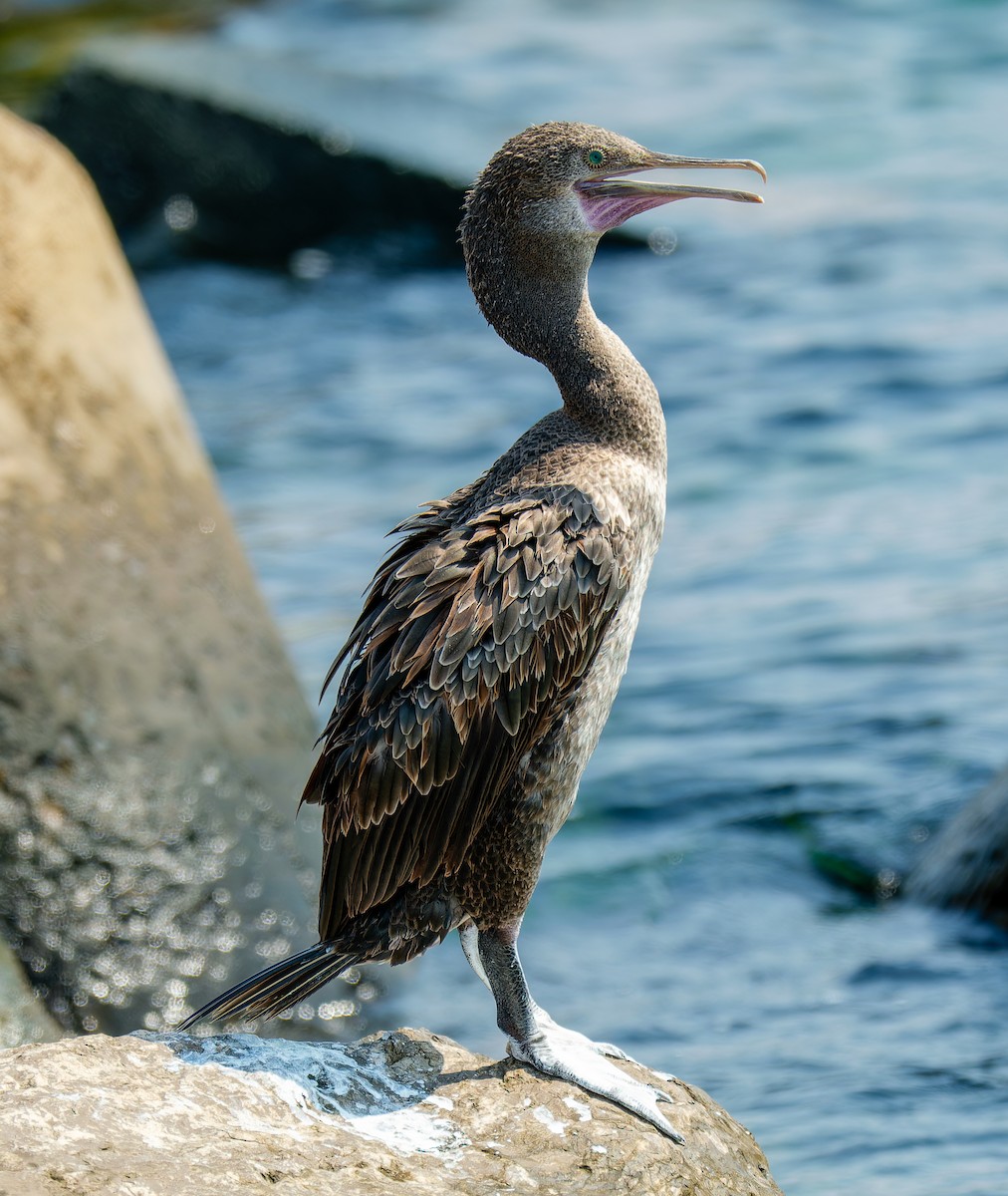 Socotra Cormorant - ML643545751